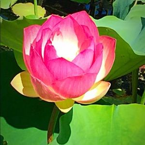 Discover posh items here!